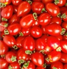 长期供应小番茄，小西红柿，红色，黄色