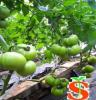 西红柿高产无土栽培技术