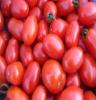 樱桃小番茄高产无土栽培技术中农四季农科院