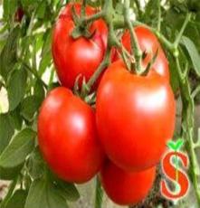 有机蔬菜番茄 中农四季农科院无土栽培高产技术种植有机蔬菜番茄