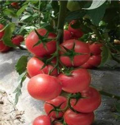荷兰进口荷宝-大粉果番茄种子