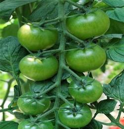 台湾进口绿宝石-特色小番茄种子