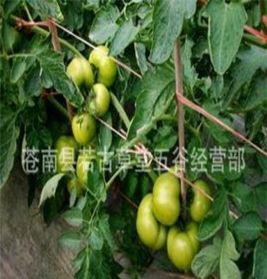 大量新鲜超盈西红柿（番茄） 浙江温州产地直销