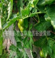 大量英超西红柿（番茄） 浙江温州产地直销