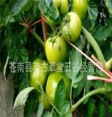 大量菲莱威特西红柿（番茄） 外观好种植产量高,高抗病毒害