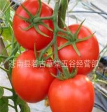 优质新鲜西红柿（番茄）量大价格从优，产地直销