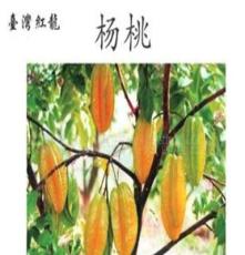 台湾最新最好品种红龙杨桃