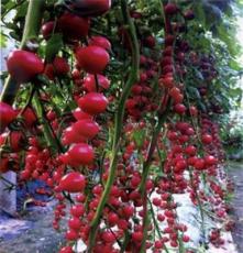 宏鸿农产品樱桃番茄供应