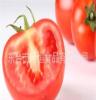 西红柿 绿色优质蔬菜西红柿，大棚蔬菜基地，绿色产品