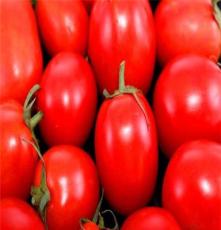 绿色食品 天然绿蔬菜 西红柿 量大从优 欢迎咨询