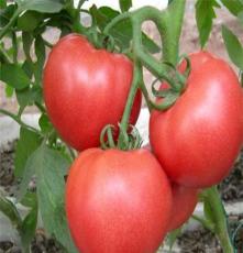 绿色食品 供应农民种植天然绿蔬菜 西红柿 量大从优 欢迎咨询