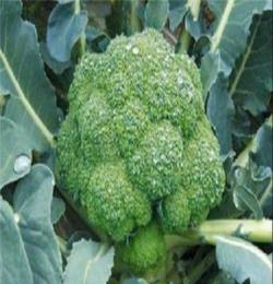 大量供应优质的 1件起批 新鲜西兰花 纯天然绿色蔬菜