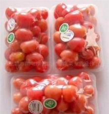 西红柿 泰安肥城 超市放心蔬菜(图)