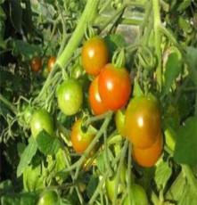 大量供应放心蔬菜 番茄 西红柿 肥城