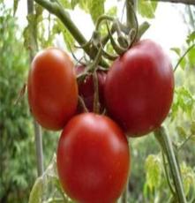放心蔬菜 番茄 西红柿 肥城 批发