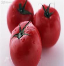 康源蔬菜大棚供应优质无公害新鲜茄子