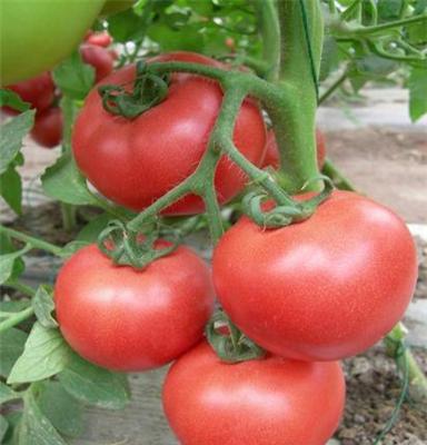 蔬菜基地批发供应优质放心蔬菜西红柿