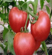 临沂专业果蔬种植基地供应优质山东西红柿