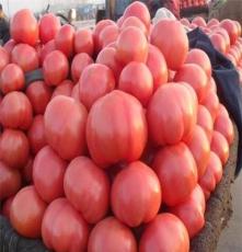 山东西红柿种植基地西红柿批发价格