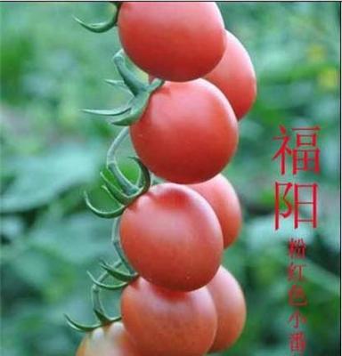 供应福阳小番茄福阳粉红色小番茄
