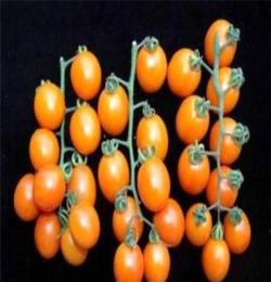 广西圣女果 广西小番茄 广西西红柿大量供应