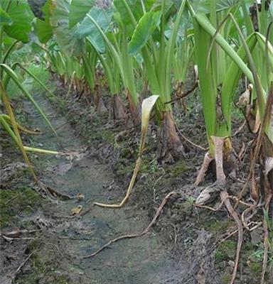 大量供应 正宗荔浦芋头、香芋、槟榔芋 香粉糯  1~1.6斤/个