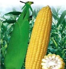 大量供应新鲜优质甜玉米