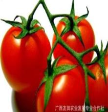 大量供应新鲜优质西红柿