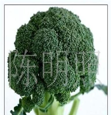 绿色蔬菜 供应西兰花及各种蔬菜(图)