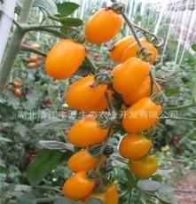 专业蔬菜种植批发各种新鲜蔬果 小西红柿 圣女果 樱桃小番茄