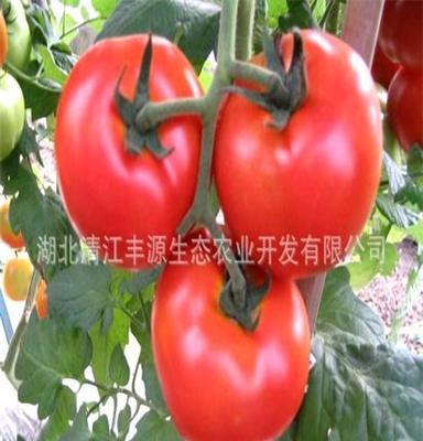 农产品批发 阳台蔬菜 菜园盆栽 常规种 大番茄西红柿