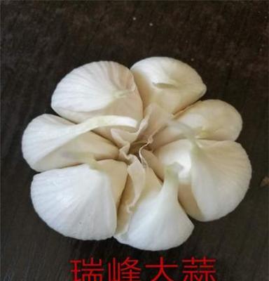 河北瑞峰大蒜原种--无芯抗病害抗寒