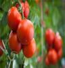 无害蔬菜番茄批发 绿色食品 安全健康