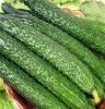 武汉金地源农业 绿色蔬菜黄瓜批发 有生产基地 安全可靠