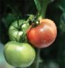 优质番茄 长期供应番茄 西红柿 欢迎选购