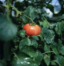 厂家供应优质番茄
