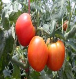 优质番茄 临沂番茄 西红柿 无公害番茄西红柿