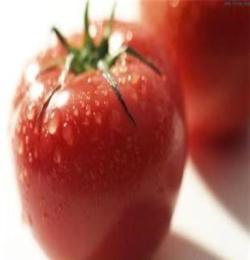 河东区学建蔬菜种植专业合作社供应优质番茄