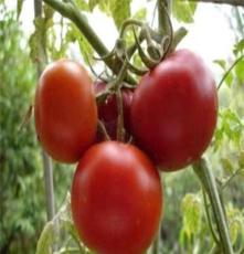 纯天然优质番茄 品质番茄 西红柿