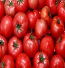 学建优质番茄 香甜可口 量大质优