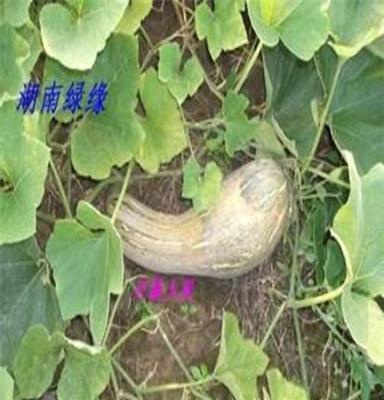 大量供应蜜本南瓜 兴蔬大果南瓜