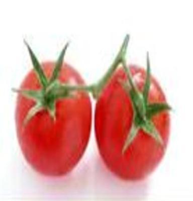 （食品保鲜）西红柿保鲜技术与合作