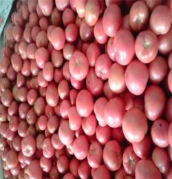 大量供应粉红西红柿
