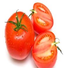 批发供应 农产品 厂家直销 新鲜蔬菜 番茄 批发西红柿