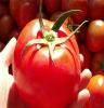 西红柿新鲜农家自种番茄新鲜蔬菜自然熟5斤 阳光下自然生长