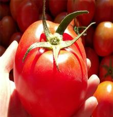 西红柿新鲜农家自种番茄新鲜蔬菜自然熟5斤 阳光下自然生长