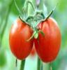 厂家直销供应优质绿色健康蔬菜 西红柿 营养价值高