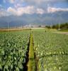 中国三大蔬菜生产基地之一 四川彭州市 大量供应 甘蓝 莲花白