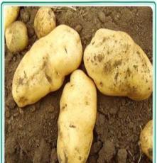 脱毒马铃薯种子 土豆种子 环球种业