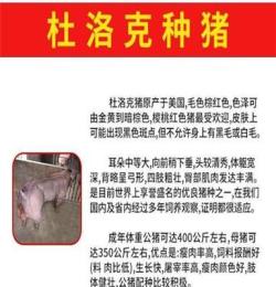 郑州原种太湖母猪价格满10头送1头公猪